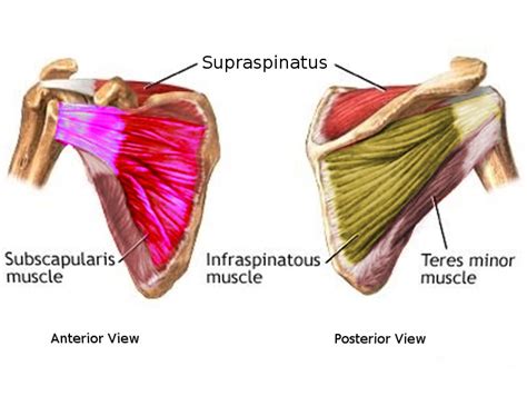 [Figure, Subscapularis muscle] - StatPearls - NCBI Bookshelf