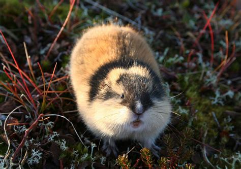 Clancy Tucker's Blog: 29 July 2018 - SOME FACTS ABOUT THE LEMMING