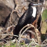 Magnificent Frigatebird - Fregata magnificens - NatureWorks