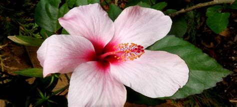 A Golden Age For Hibiscus Breeding In Hawaii. What About Fiji? – Savurua | Research ...