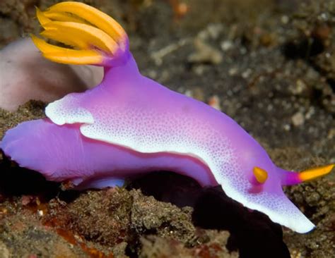 Sea Slug