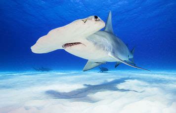 Fun Facts About Hammerhead Sharks for Kids - The Wild Adventure Girls