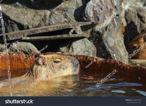 Capybara Bathing Wooden Hot Spring Bath Stock Photo 1953967492 | Shutterstock