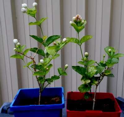 Jasmine Propagation: How to Grow Arabian Jasmine from Cuttings