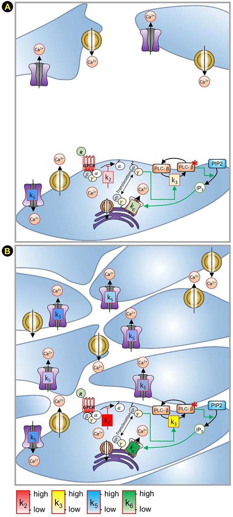 Schematic diagram of signaling pathways for various cell states (A ...