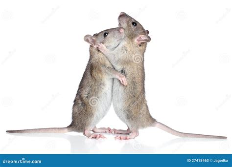 Rats Cuddling On A White Background Stock Photos - Image: 27418463