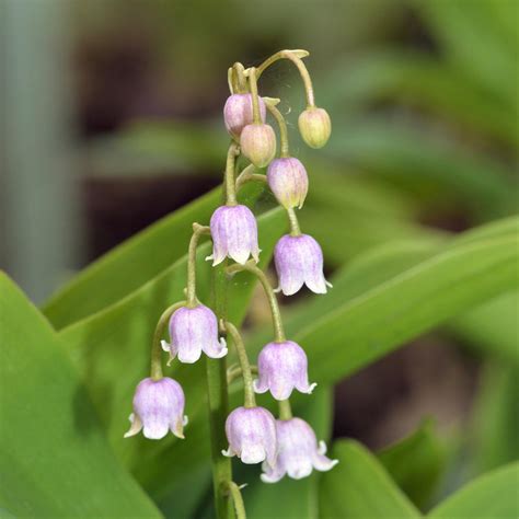 Lily of the Valley Flowering Size Pips for Sale Online | Pink – Easy To ...