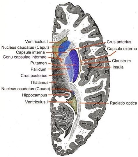 Internal capsule, Brain anatomy and function, Caudate nucleus