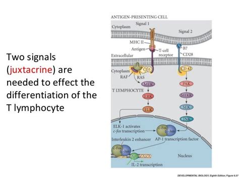 Chapter 11: Cell Communication