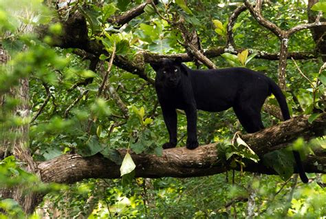 קובץ:Black Panther - India.jpg – ויקיפדיה