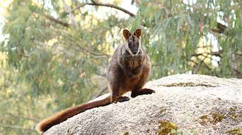 Southern Brush-tailed Rock-wallaby - Tidbinbilla Nature Reserve - Canberra