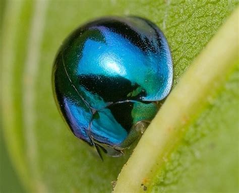 Blue Ladybug - Do They Exist? Which Types and Where. Here's the Answer