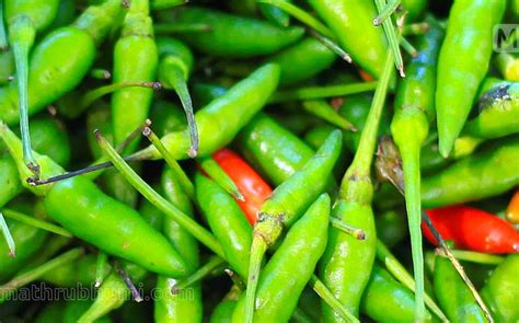 Huge demand for 'Kanthari' chilli in foreign markets; let's grow in organic way, Bird's eye ...