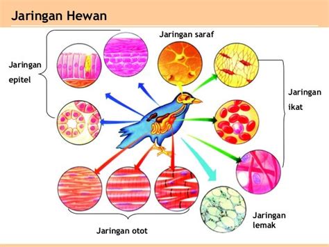 Jaringan Hewan Pdf - Riset