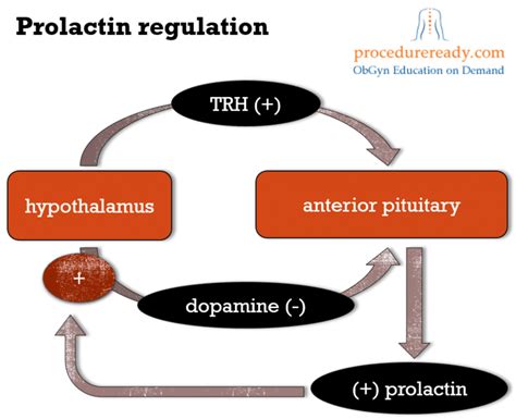 Prolactin Hormone Function