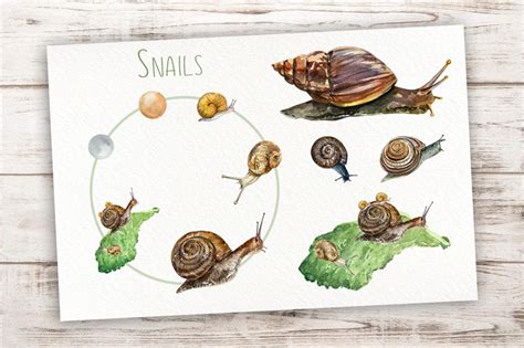 Snails Life Cycle Clip Arts and Print By TatiBordiu Watercolor ...