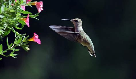 Hummingbird feeding Photograph by Patrick Latvis - Fine Art America