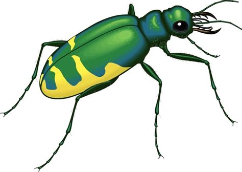 Insect 22 Free vector in Open office drawing svg ( .svg ) vector illustration graphic art design ...