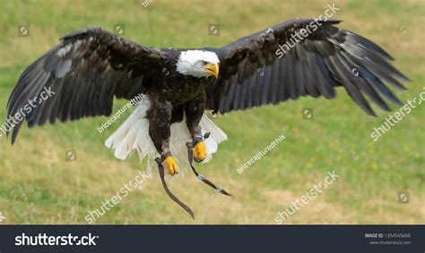 Bald Eagle Swooping Prey Stock Photo (Edit Now) 1354545668