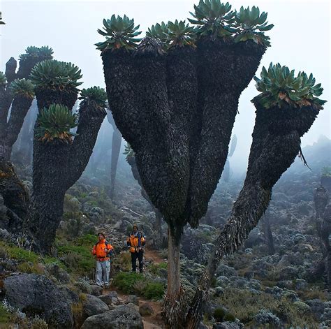 Giant Groundsels on Mt. Kilimanjaro