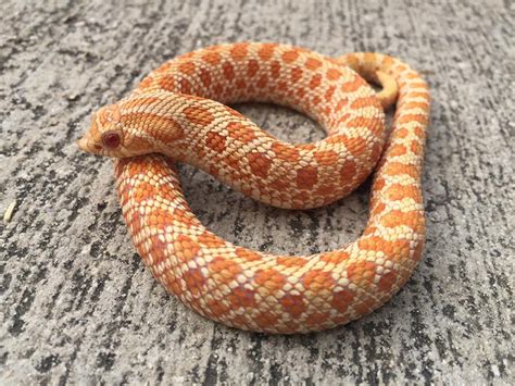 Albino Western Hognose Snakes for sale | Snakes at Sunset