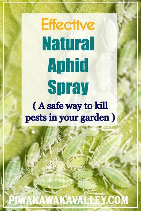 Organic Pest Eradication | Garlic and Neem oil Spray Recipe | Kill Aphids & Whitefly | Organic ...