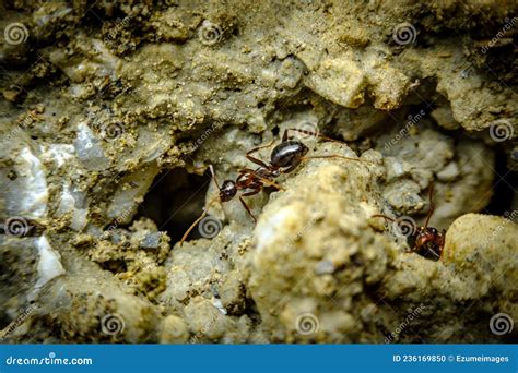 Anthill Cross Section In Forest, Illustration Royalty-Free Stock Image ...