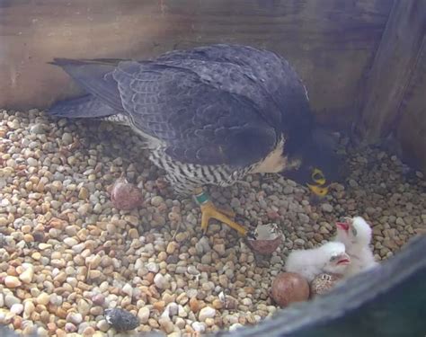 PA Environment Digest Blog: Rachel Carson Peregrine Falcon Eggs Hatch In Harrisburg! Falcon ...