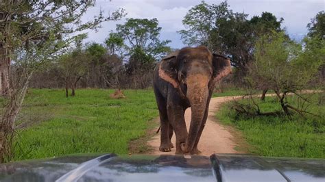 Giant Elephant at Wasgomuwa 2018 - YouTube