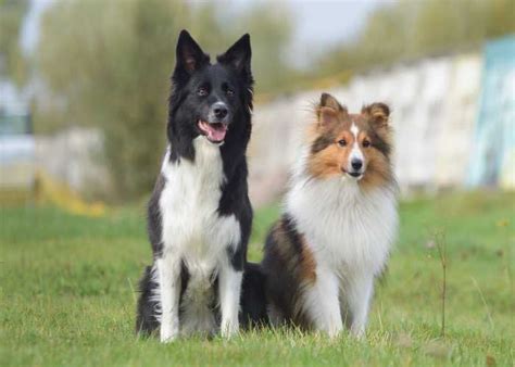 Border Collie Sheltie Mix Puppies