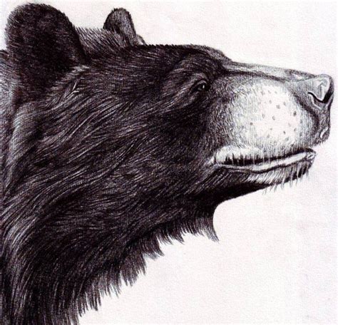 bear pencil drawing