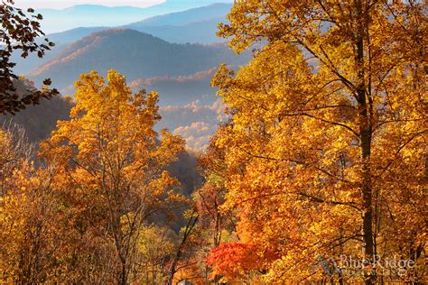 Fall Foliage 2021 Forecast and Guide - Blue Ridge Mountain Life