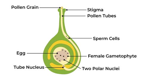 Double Fertilization: Process & Significance