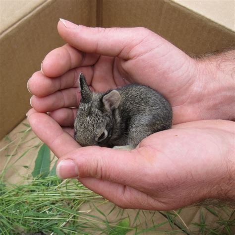 Really Cute Baby Bunnies For Sale | Tiny baby animals, Cute baby bunnies, Baby bunnies