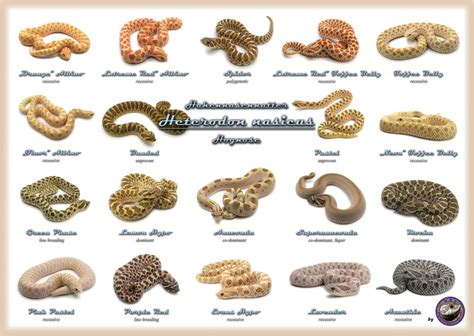 WESTERN HOGNOSE MORPHS POSTER HOLOGRAM EDITION