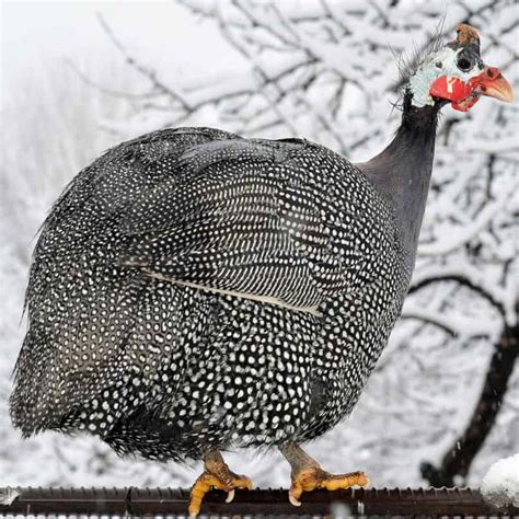 Guinea Fowl: Everything You Need To Know About These Unique Birds ...