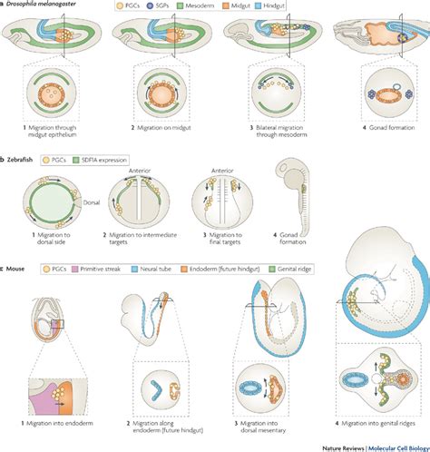 Primordial Germ Cell Development - Embryology