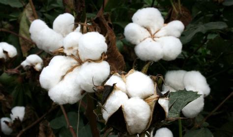 The Failure of GMO Cotton In India