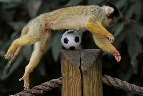 Cute monkeys playing soccer/football (4 pics) | Amazing Creatures