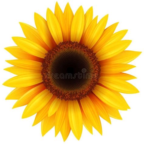 Sunflower flower isolated. Vector illustration #Sponsored , #Ad, #Paid, #flower, #Vector, # ...