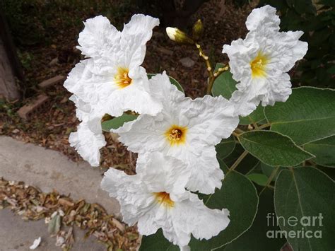 Blooming Wild Texas Olive Tree-four Photograph by Joney Jackson - Pixels