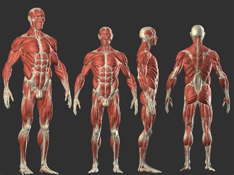 Imagem relacionada | Corpo humano, Desenho anatomia, Anatomia humana