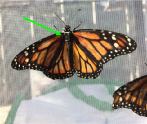 Monarch Butterfly Fund