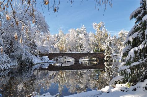 Look: Campus Trees | Alumni Association | University of Colorado Boulder