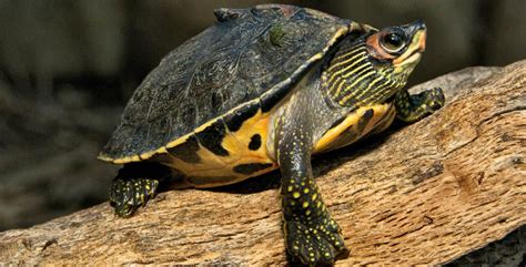 Indian Roofed Turtle (Pangshura tecta) Inhabits the Ganges,Brahmaputra, Indus, and Mahanadi ...