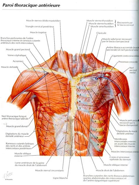 12 besten OS et MUSCLES du THORAX by SERENI Bilder auf Pinterest ...