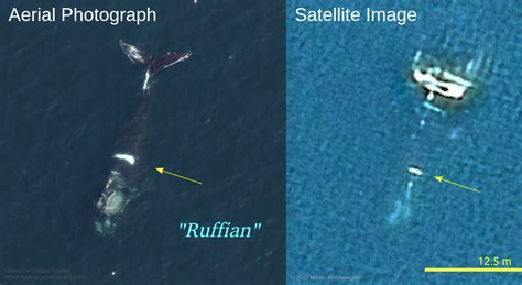 U of O researcher identifies endangered North Atlantic right whales from space - The Fulcrum