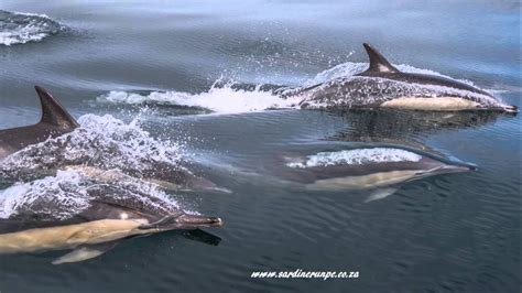 Orcas vs Dolphins - YouTube