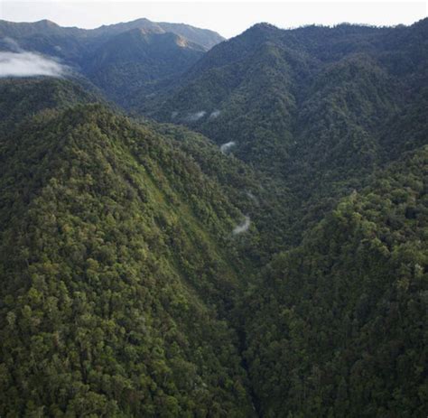 Pristine forest: Papua New Guinea creates first conservation area - WELT