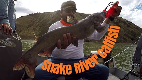 catfishing on the Snake river - YouTube